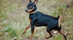 Zvergpinchercher (zdjęcie): miniaturowy i bardzo aktywny towarzysz